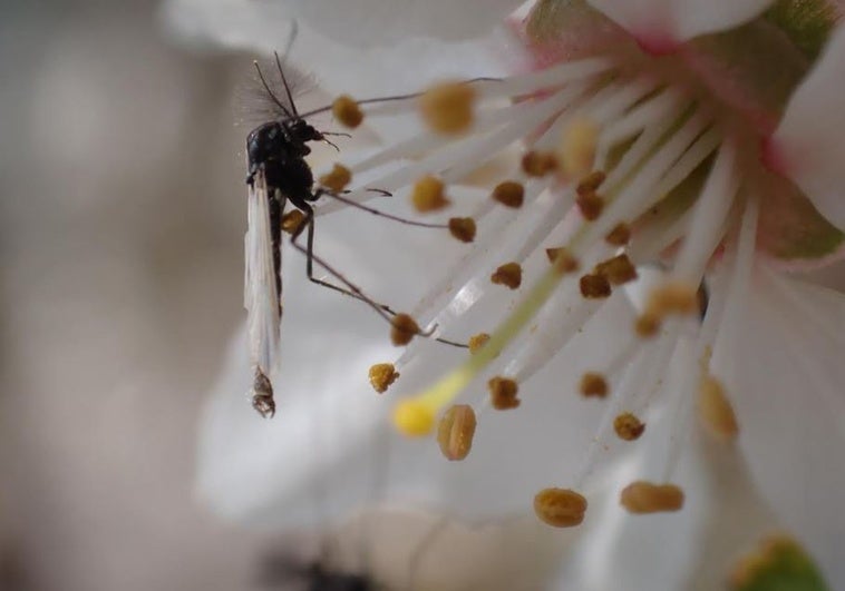 Impacto del cambio climático en insectos acuáticos: tamaño y vida