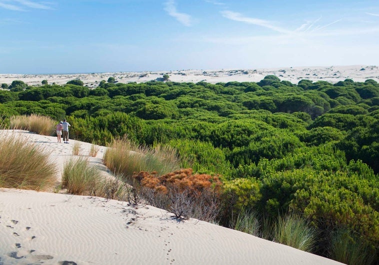 Descubre las Dunas Móviles de Andalucía: ¡Sube y Explora!