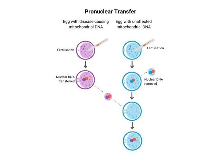 Revolución genética: Técnica del ADN de tres padres explicada
