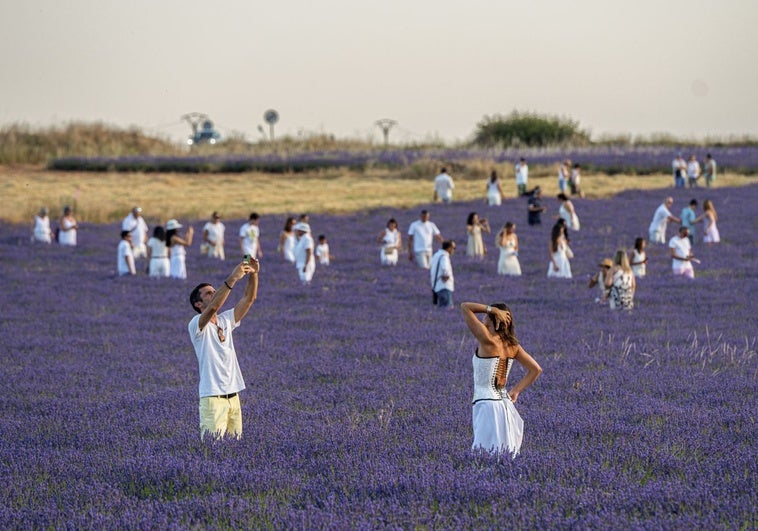 Brihuega: Descubre la Magia de la Lavanda entre Semana