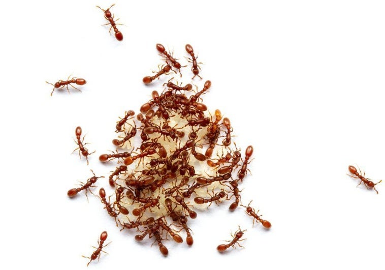 El fascinante proceso de crear una reina hormiga