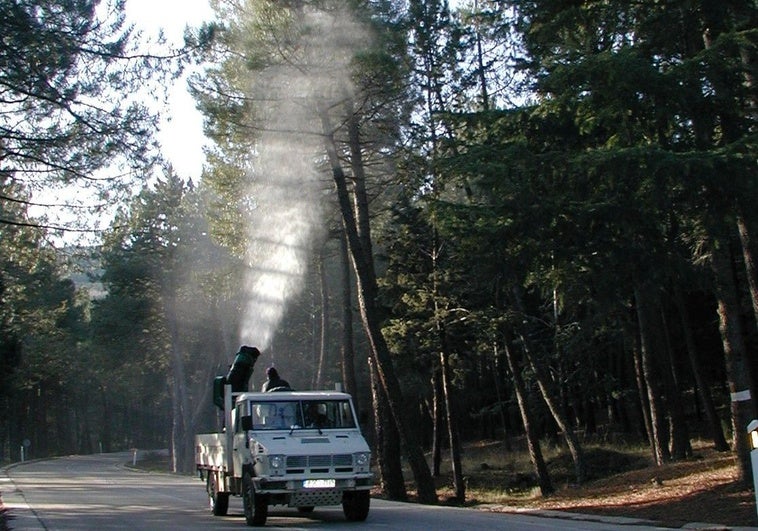 Controla las orugas en pinares: trampas y bioinsecticidas efectivos