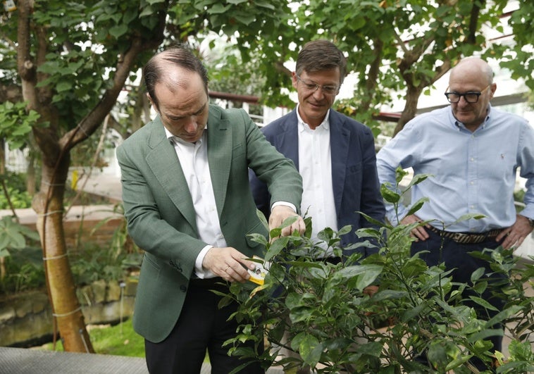 Mariquitas y avispas: aliados clave contra plagas en Madrid