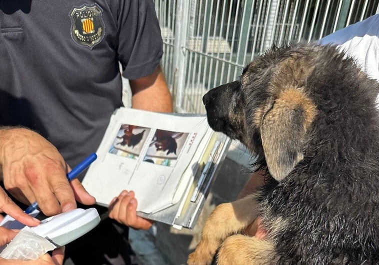 Descubren Criadero Ilegal de Perros en Santpedor: 30 Cachorros Rescatados